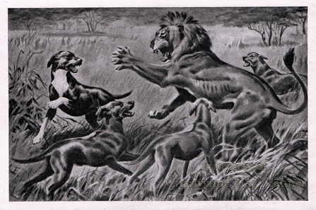 Lion hunting deals dog mastiff